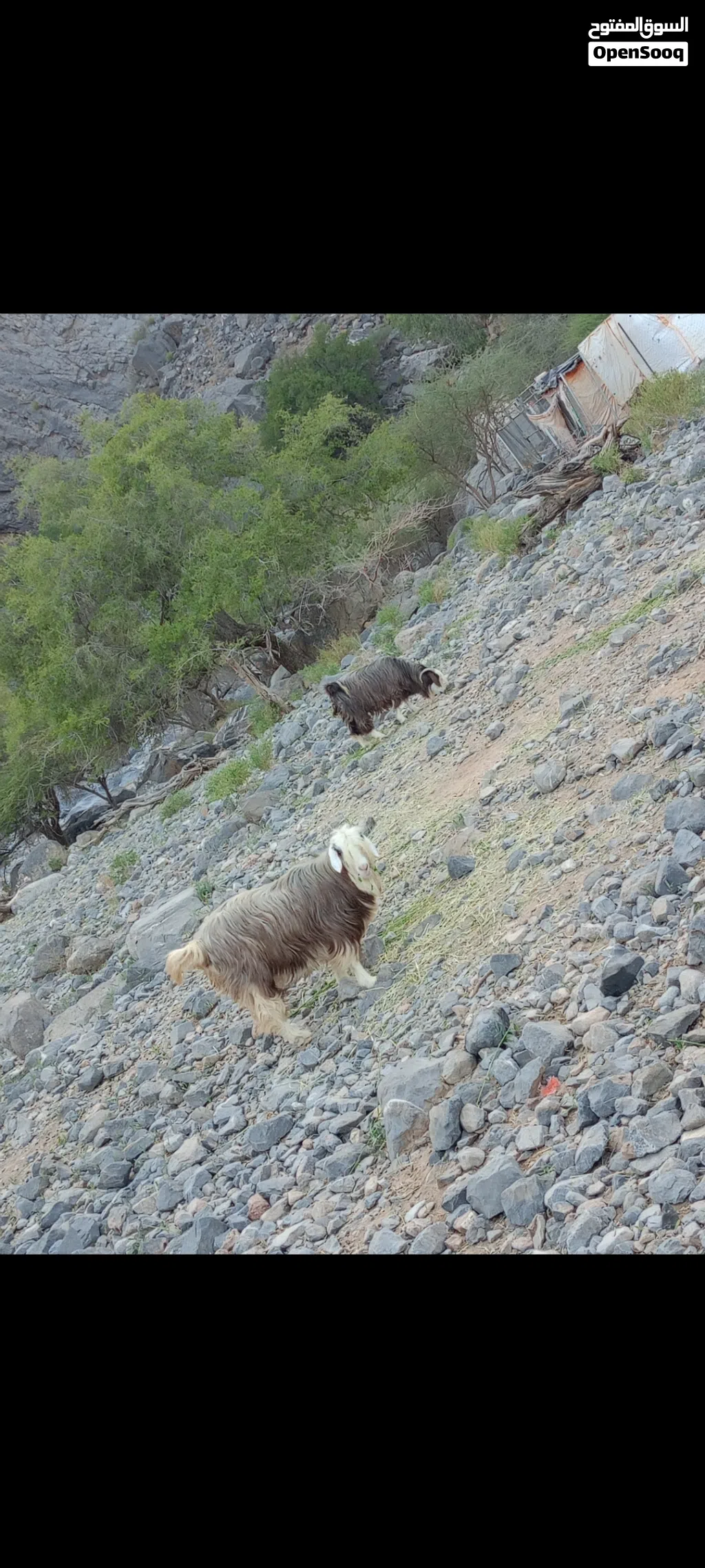 محبيين حلال الجبلي