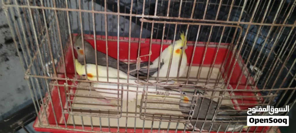 عصافير كوكتير بدي ابيع ثلات