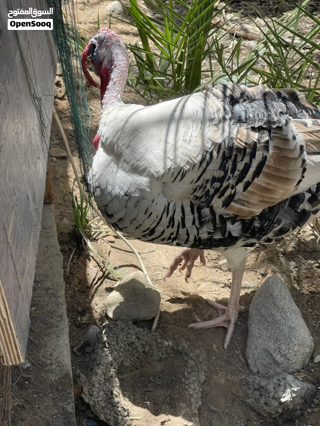 ديك رومي للبيع