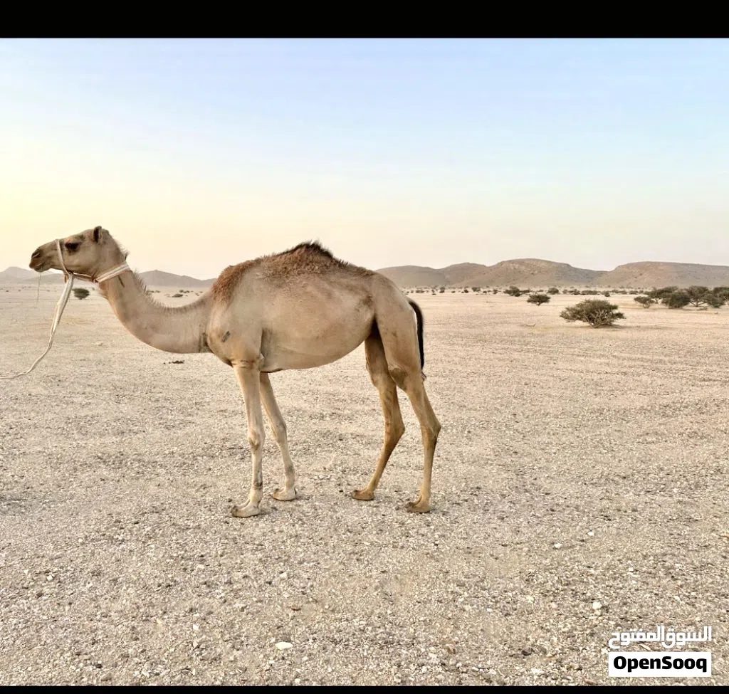 بكره لقيه للبيع