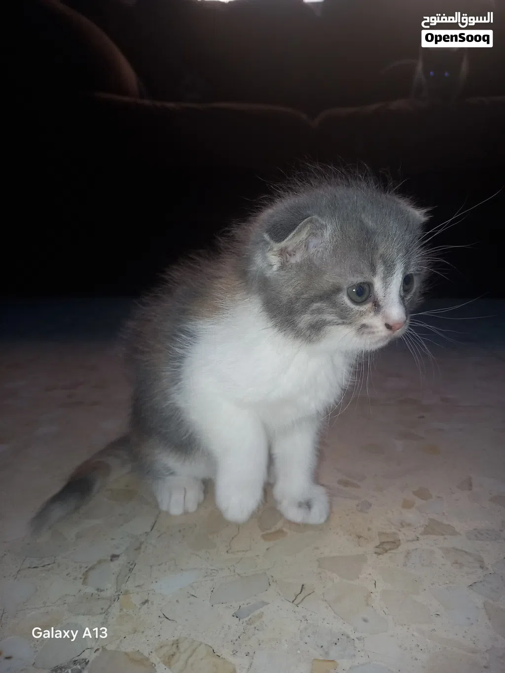قطط سكوتش فولد