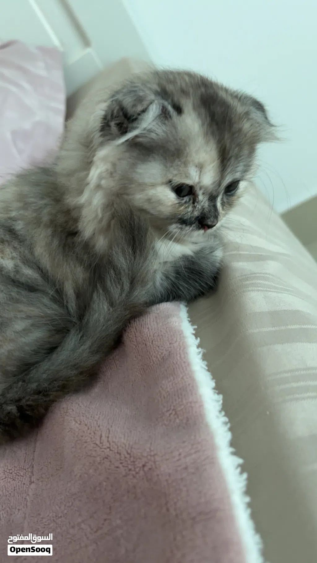 4 month old kitten