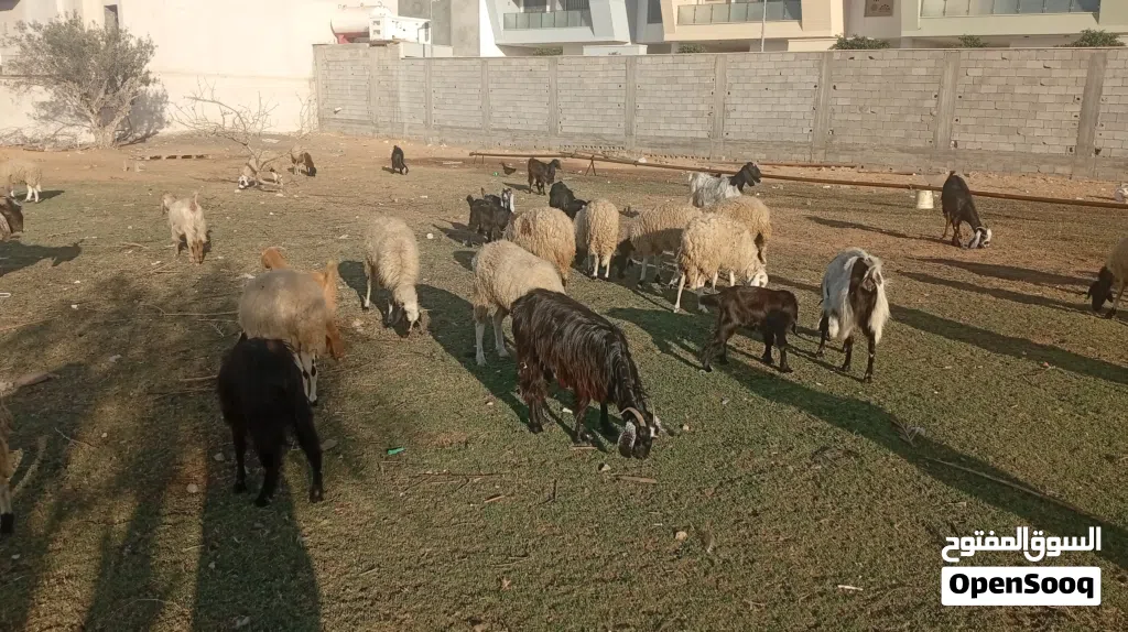 معيز للبيع