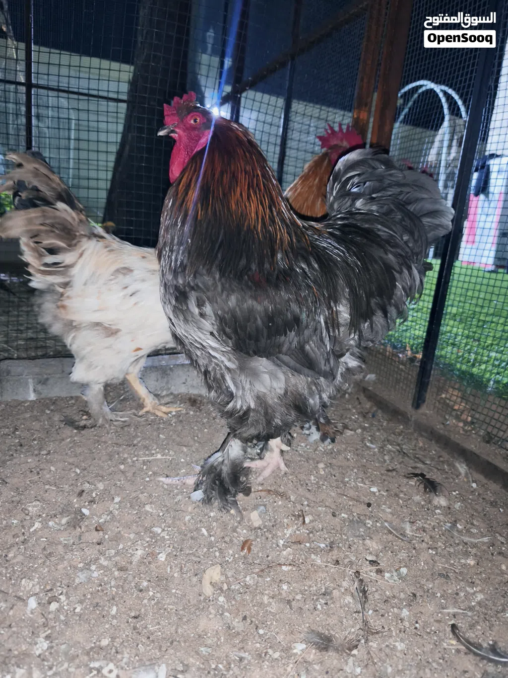 Brahma Chickens