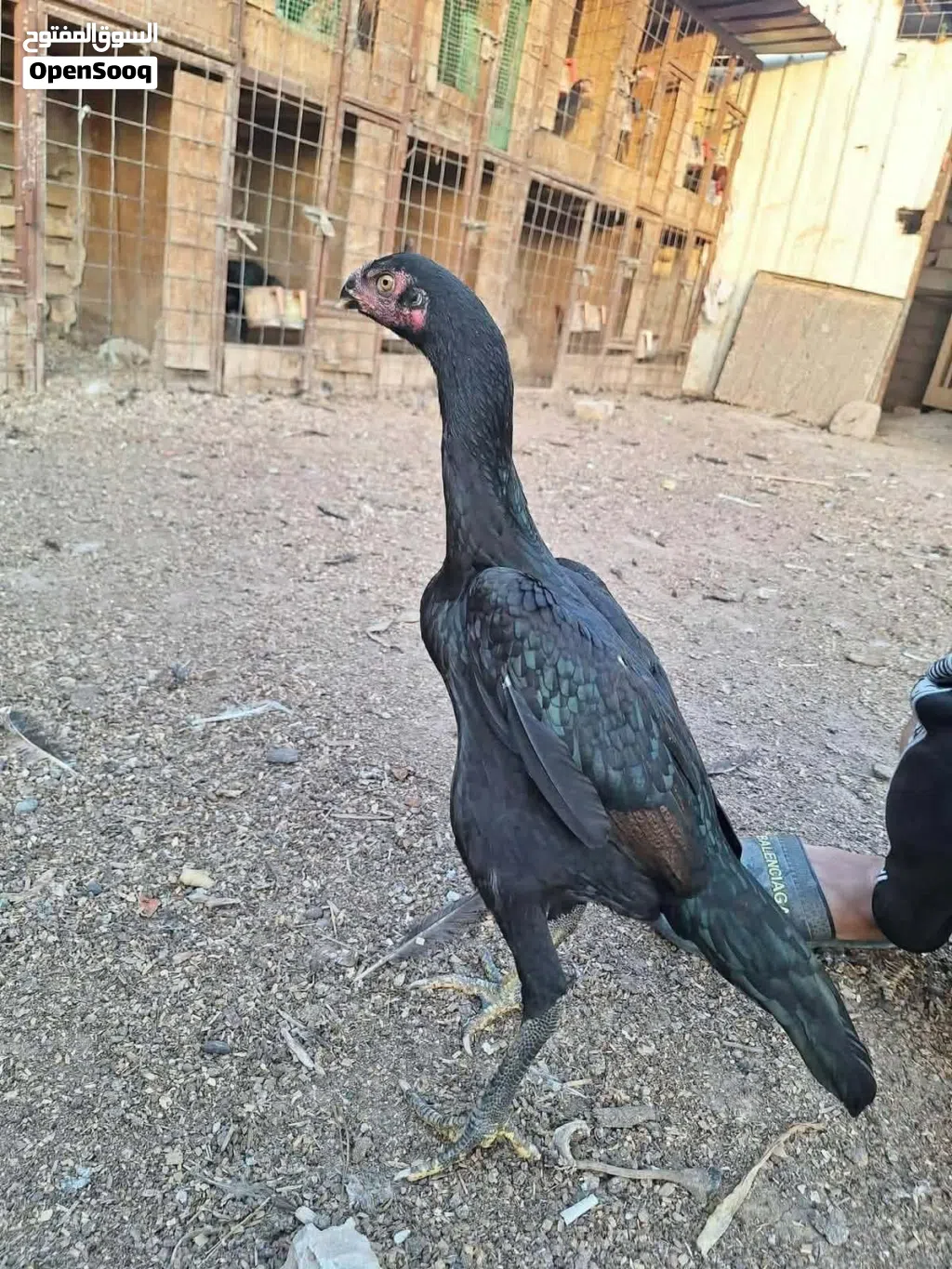 مطلوب دجاجه هراتيه وحده او ثنين سعر مناسب
