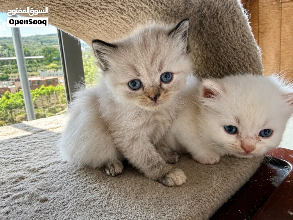 Kitten , turkish angora , long hair