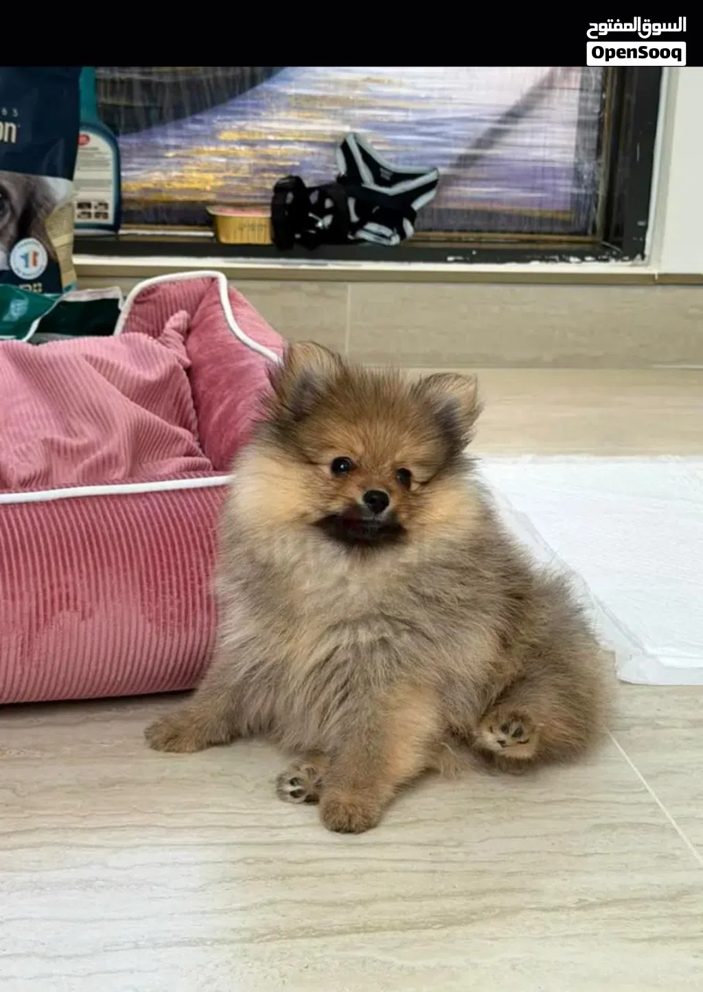 كلبة بوميرينيان فصيلة مميزة Pomeranian puppy unique fox face breed