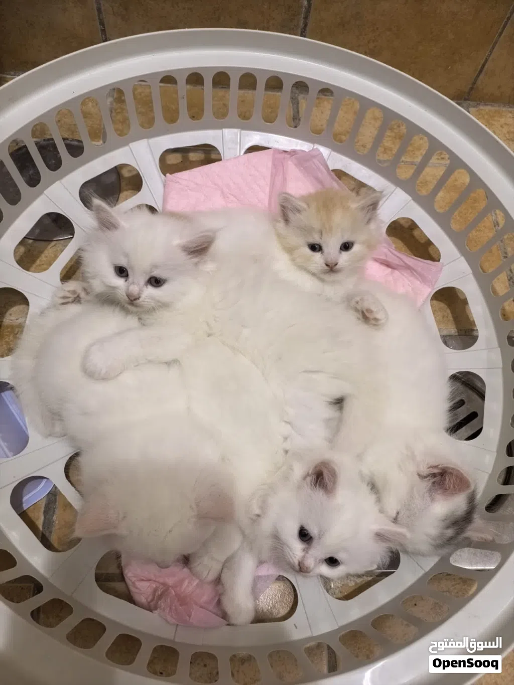 6 week old kittens for adoption. 2 male 2 female