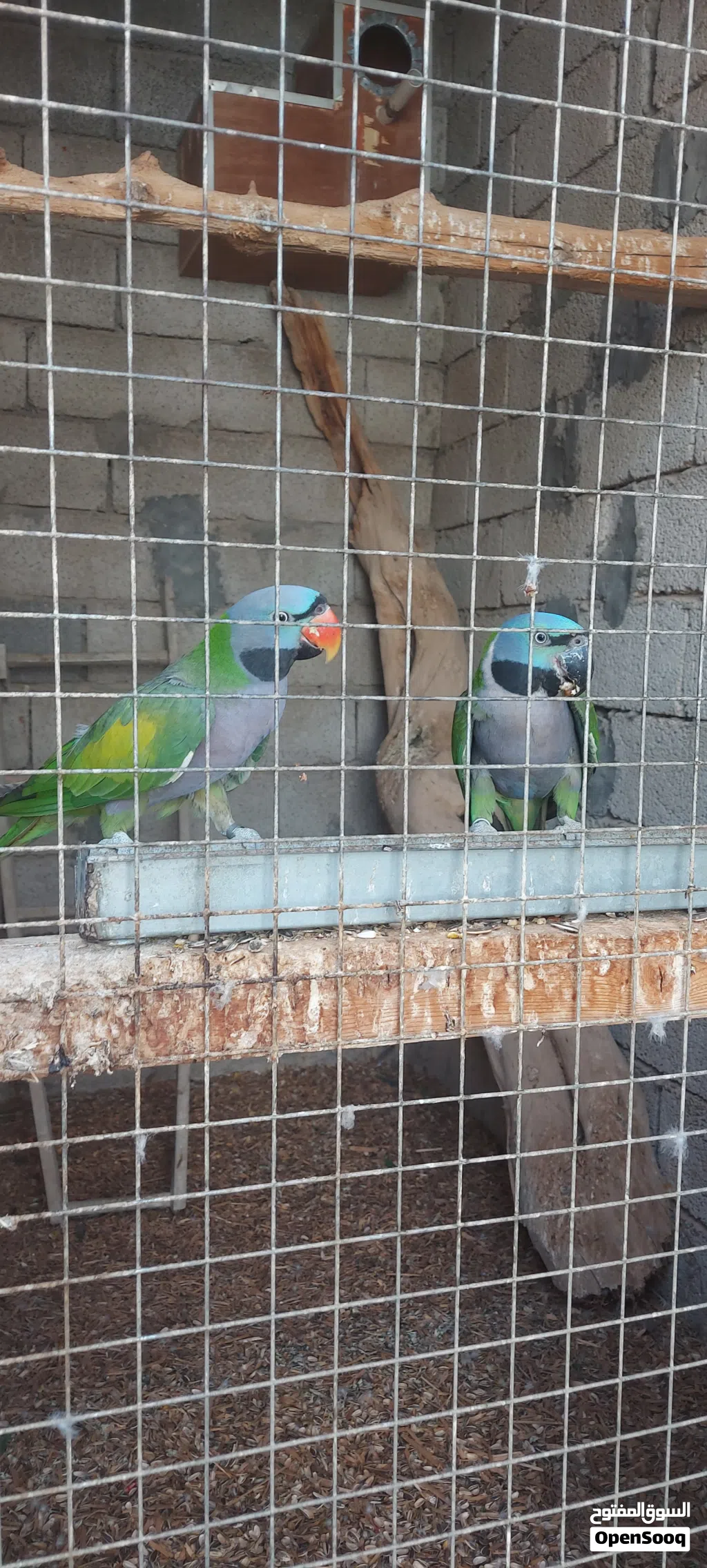كوبيا ببغاء دربيان