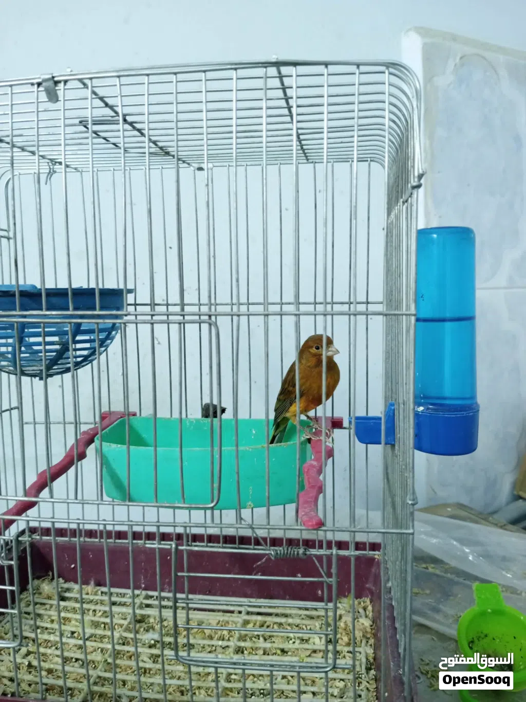 طيره شغاله ام فراخ أنتجت عندي للبيع