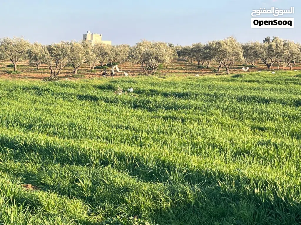 قطعة ارض استثمارية في أم العمد حوض 6النجميه بمساحة سبعه دونمات ونصف من المالك مباشره