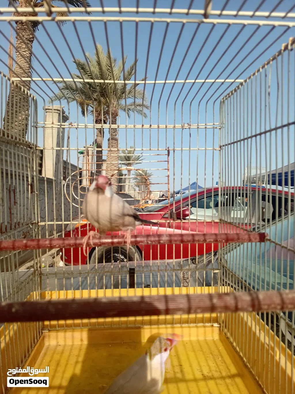 زيبرا للبيع