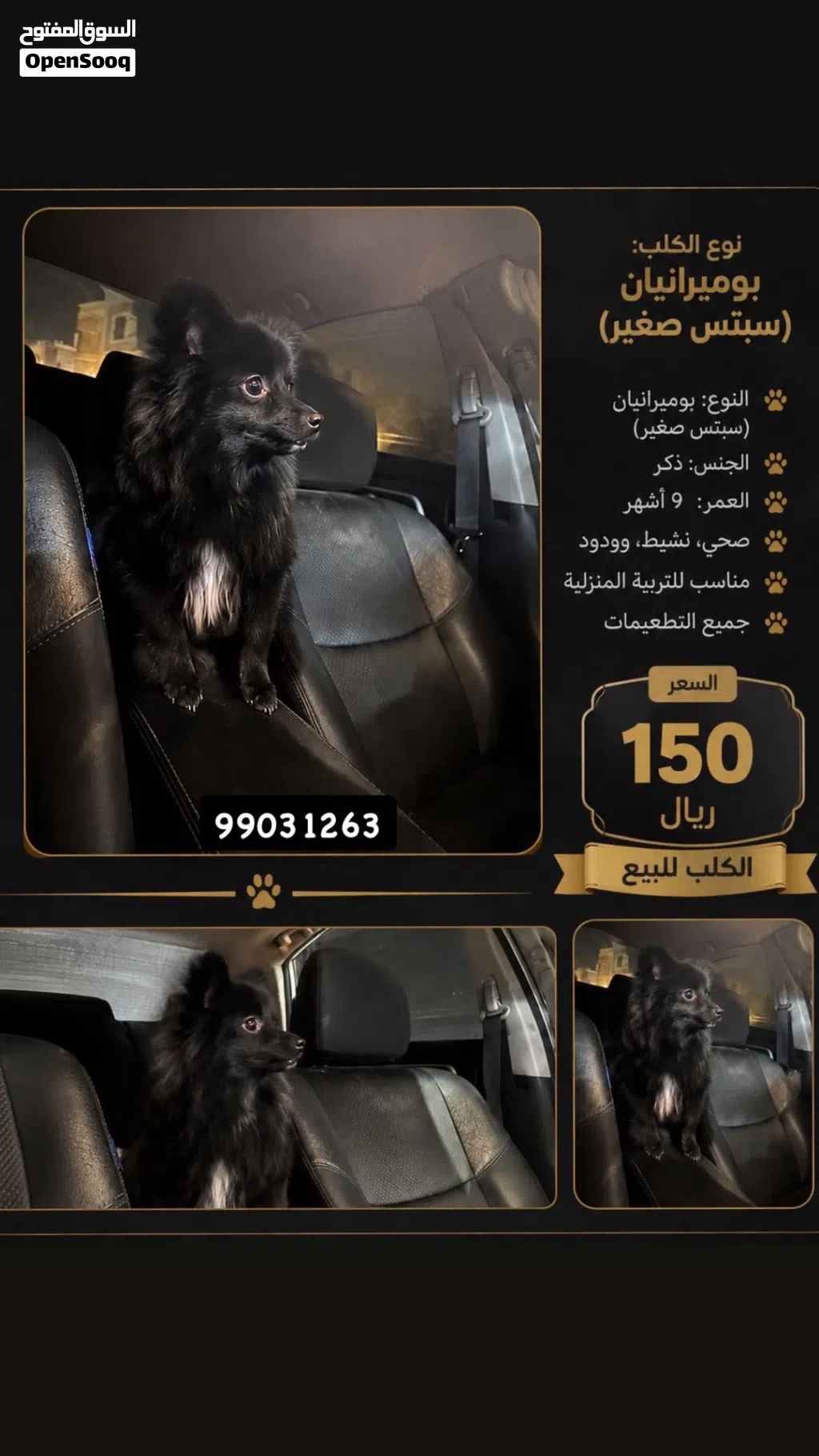 للبيع كلب نظيف و اموره طيبه ونشيط ويحب يلعب