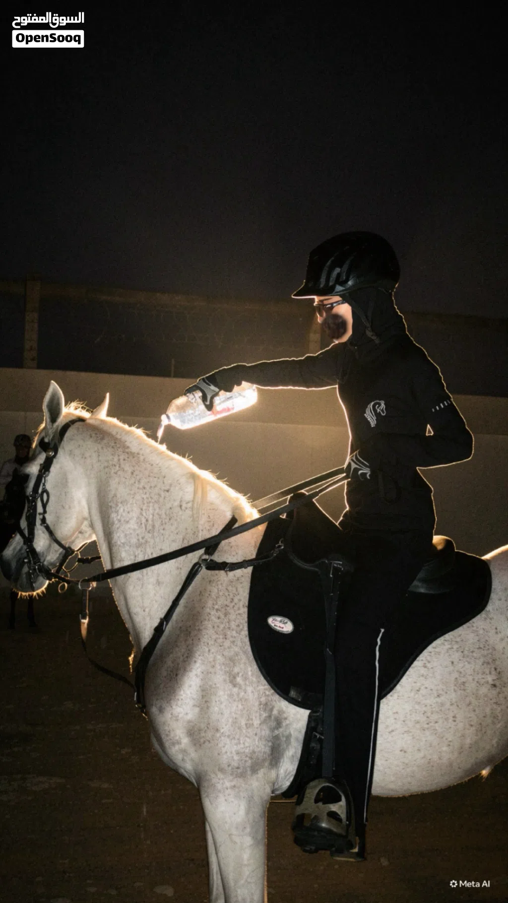 خيل خصي للبيع