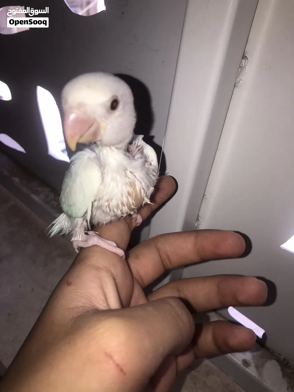 2عصافير بركاديلو البينو