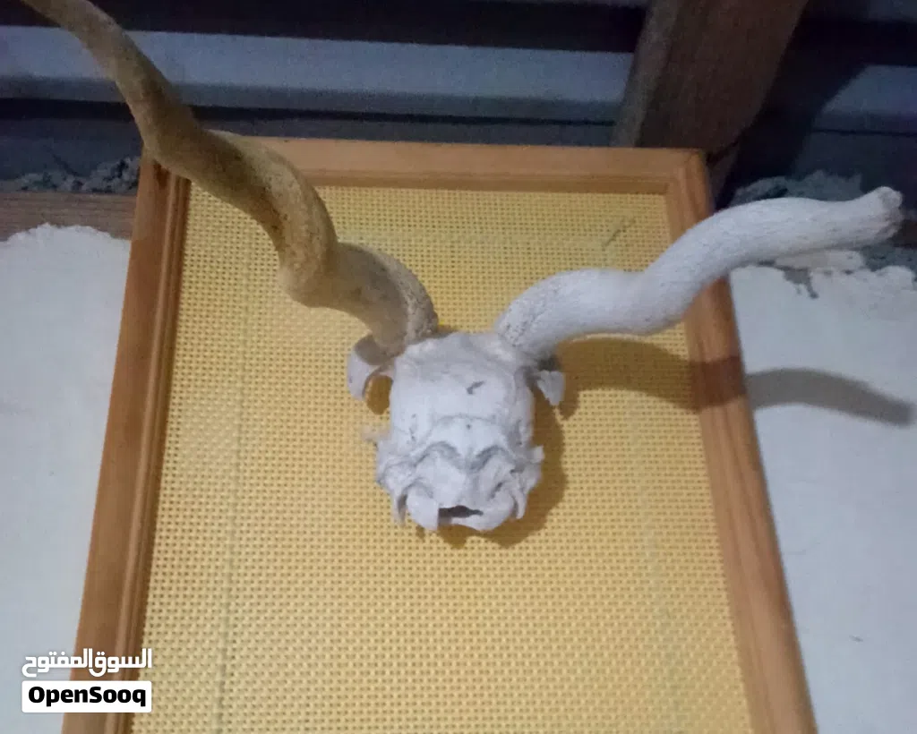 جمجمه غزال أفريقي محنط