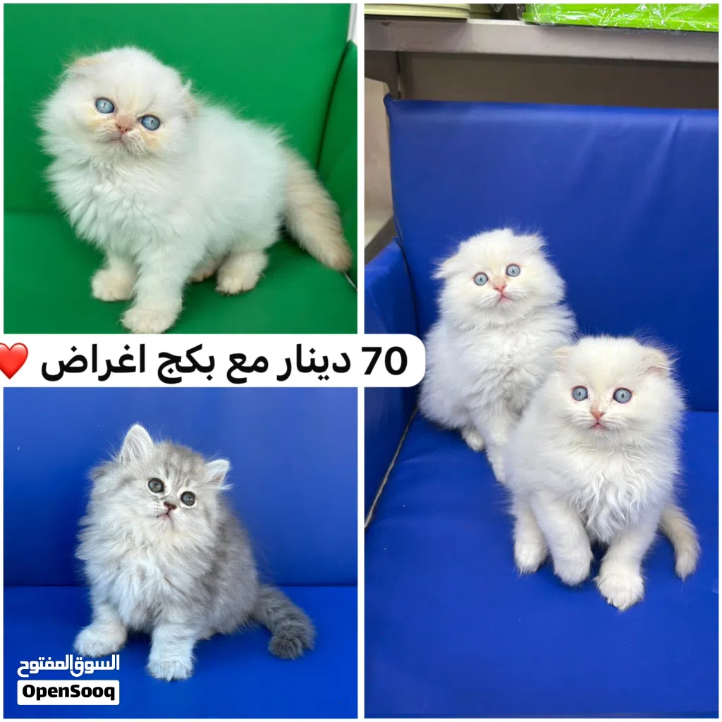 تبارك الله ماشاء الله سكوتش فولد لونج وهملايا شهرين العمر