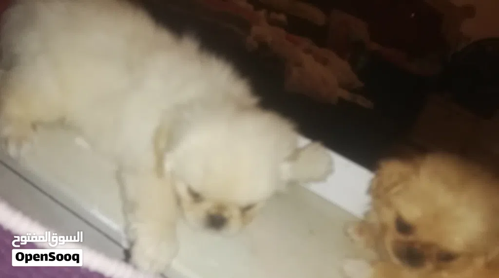 Chien piki noir et blanc