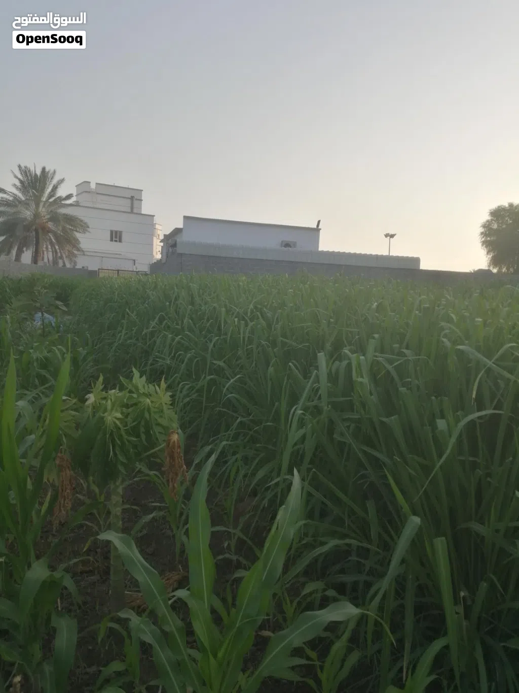 طعام السكري للمواشي