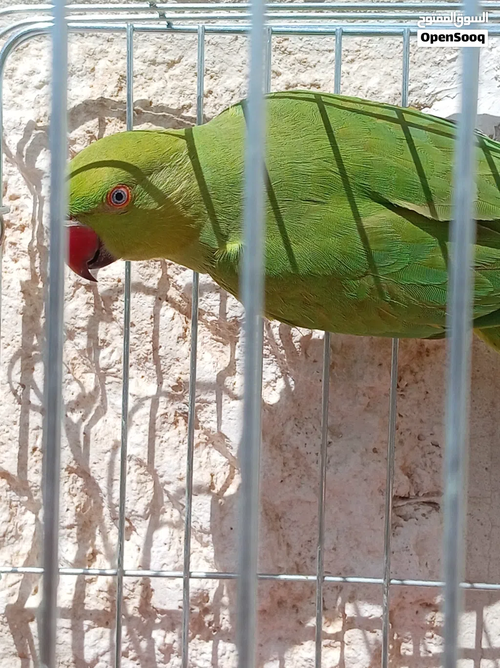 ببغاء دره هندي جوز الصلاة على النبي اقر الوصف الاول