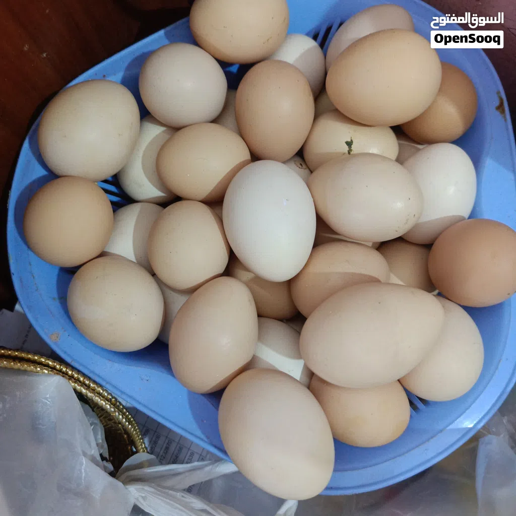بيض دجاج عرب