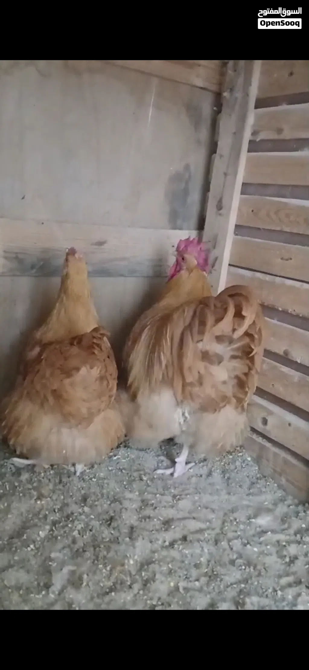 كوبيه كلاي الميرندا