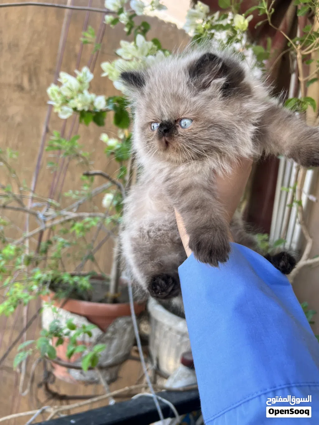 قطة هيمالايا شوكلت زرار