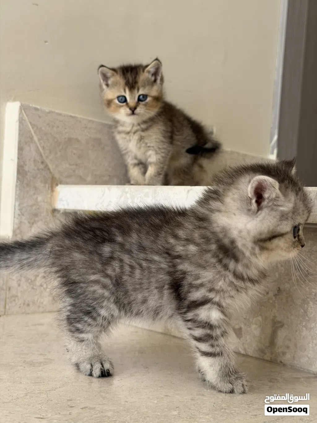 قطط سكوتش فولد وستريت
