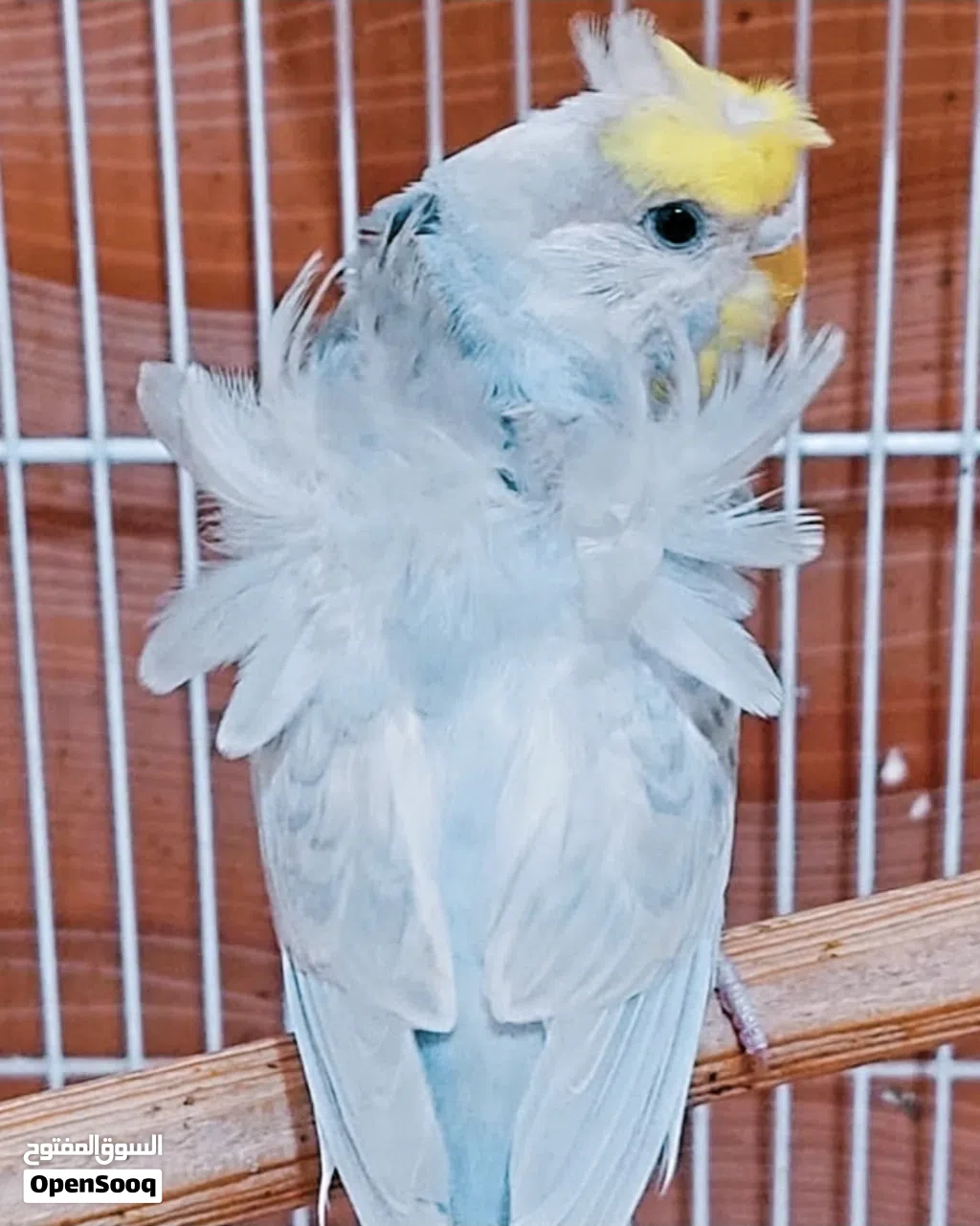 مطلوب انثى هوجو