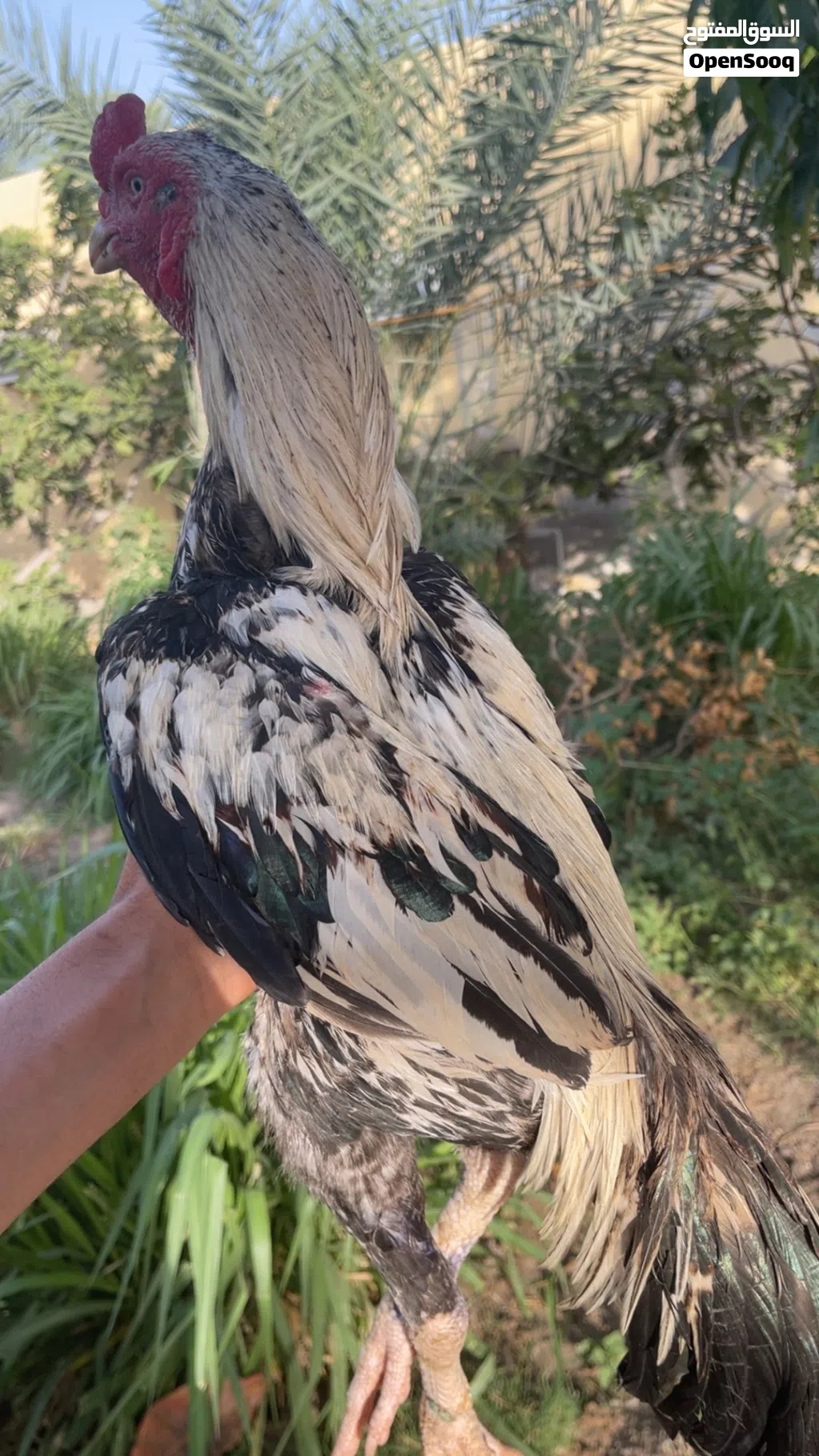 طير للبيع تابع الوصف