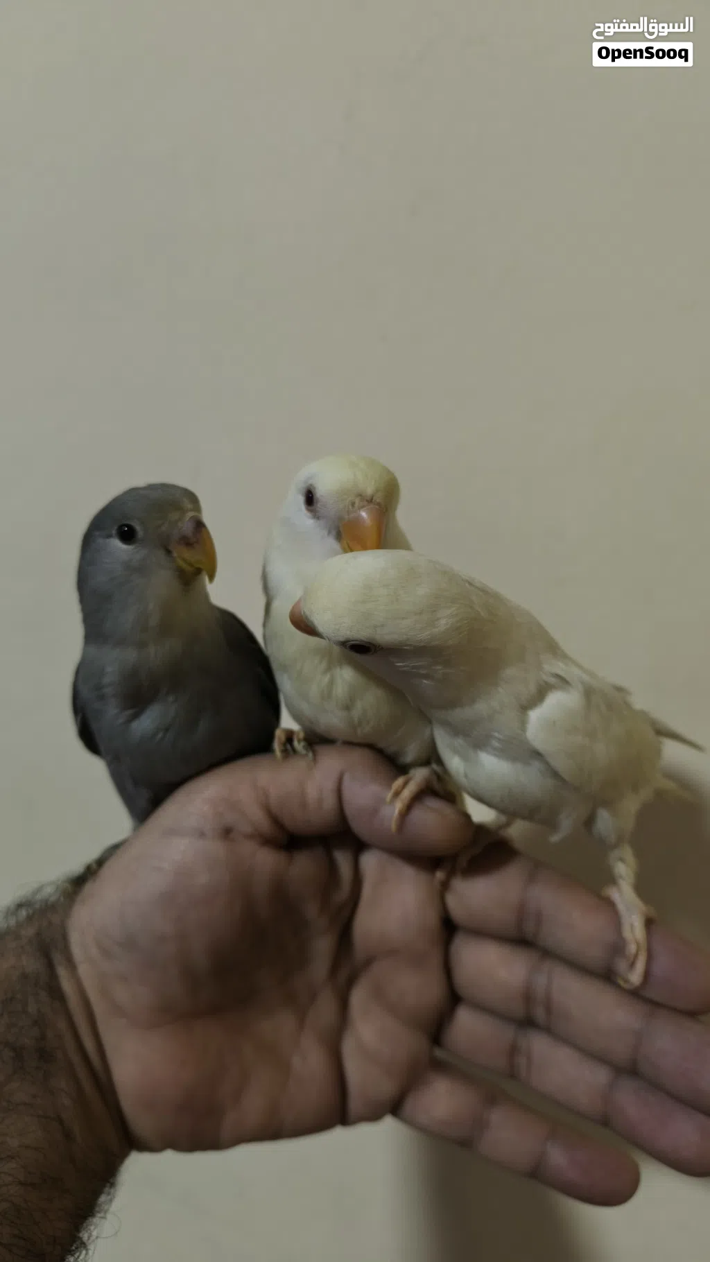 3 ببغاء روز اليف تناديه يجيك طيران عمر شهرين التفاصيل في الوصف و الصور توضح شكل الطيور و الوانهم