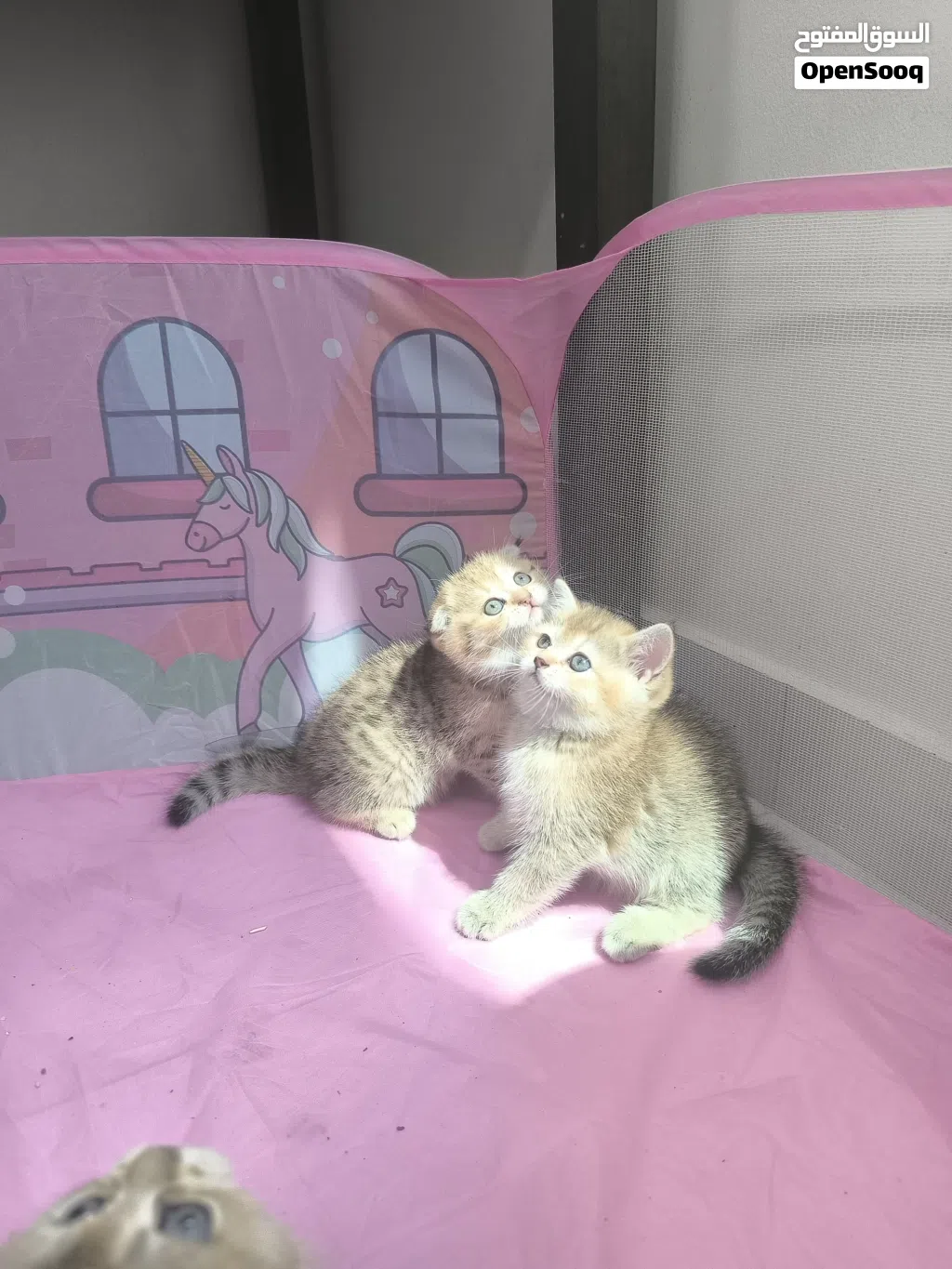 scottish fold and straight females ny22/ny25