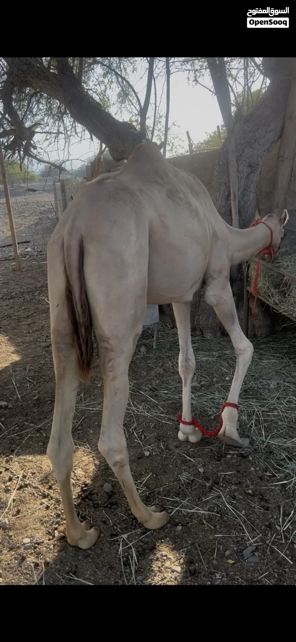 بكره فطيم تسفر حجه بكره من مربط طيب