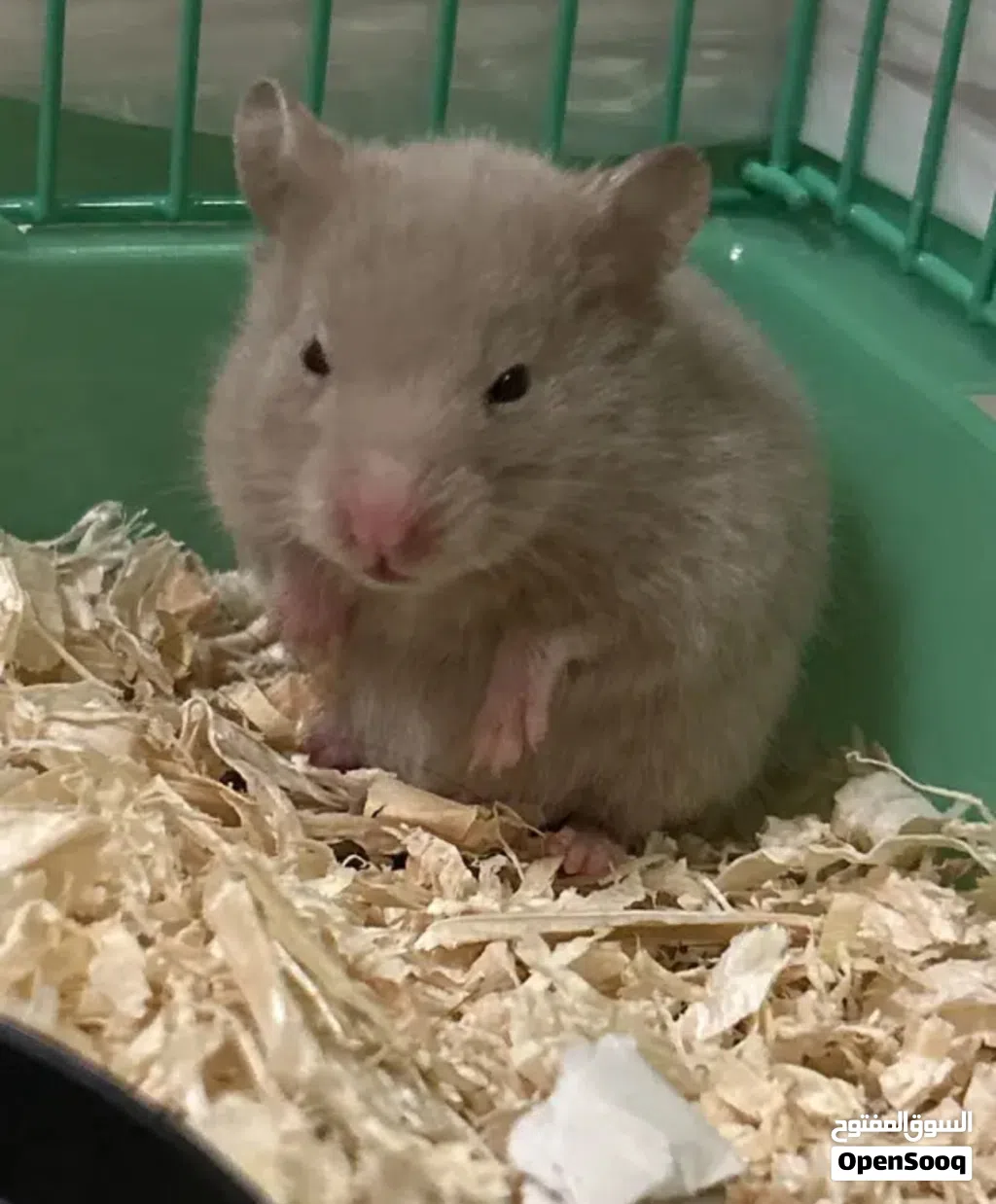 Cute rare color hamster