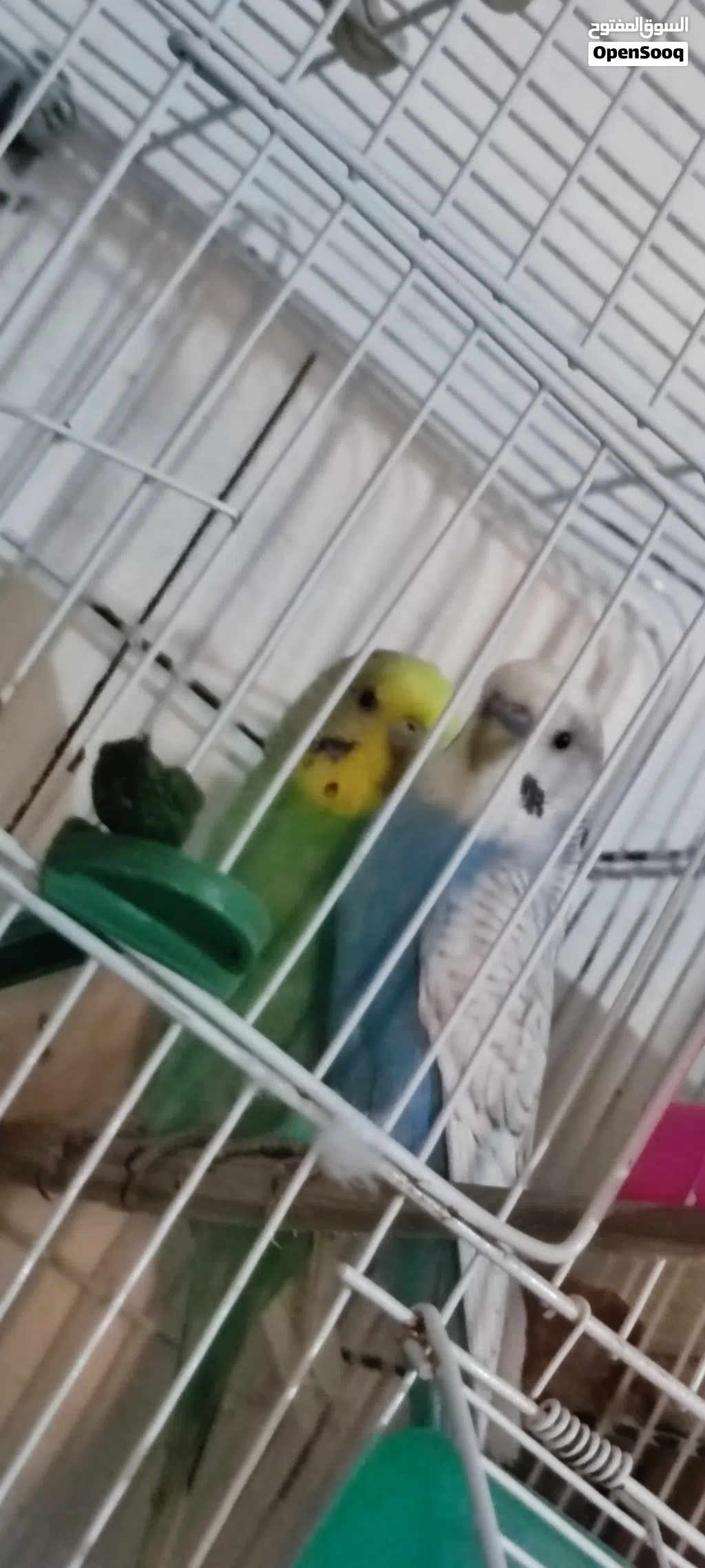 السلام عليكم كوبيه مصوقره لا قوه إله ب الله