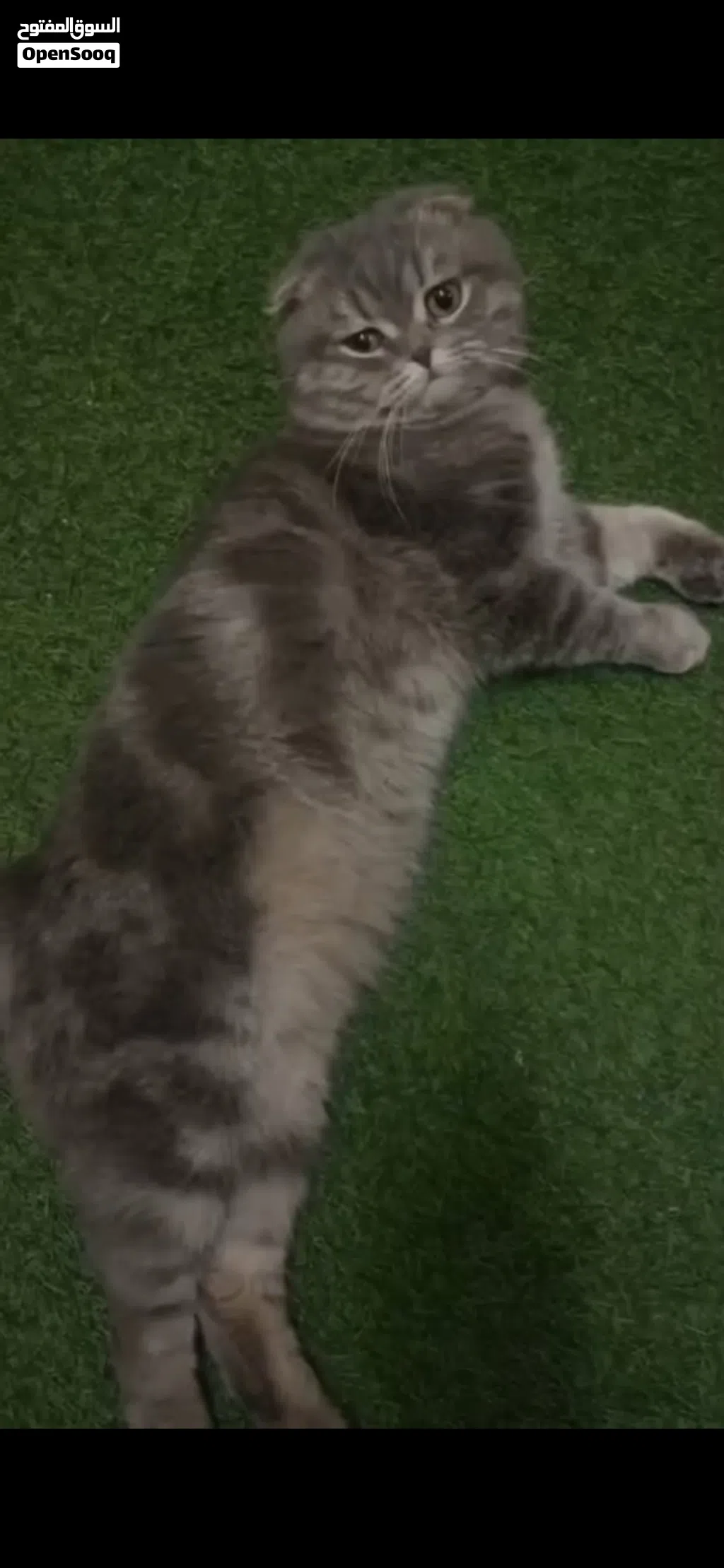 قط Scottish Fold سكوتش فولد