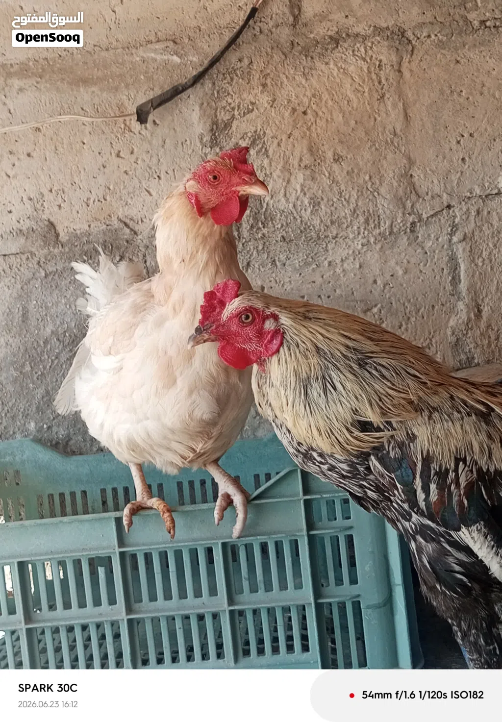 دجاجتين وديك للبيع