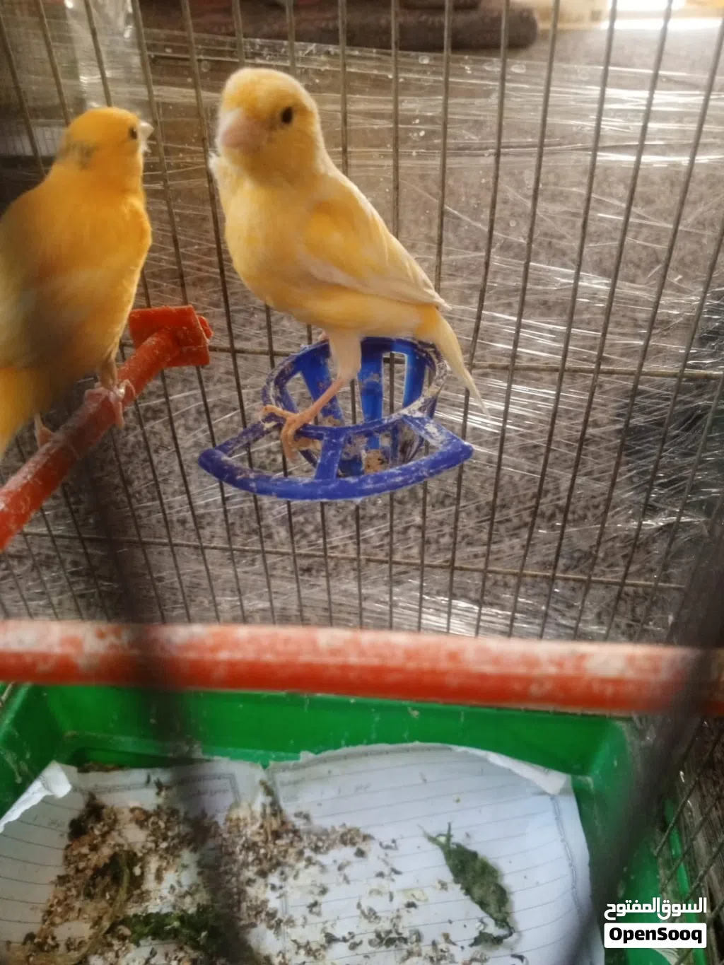 كنارات للبيع باربد