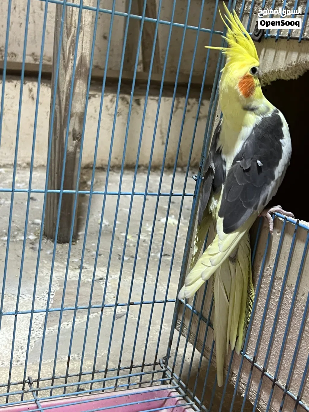 متاح نثيه جاهزه