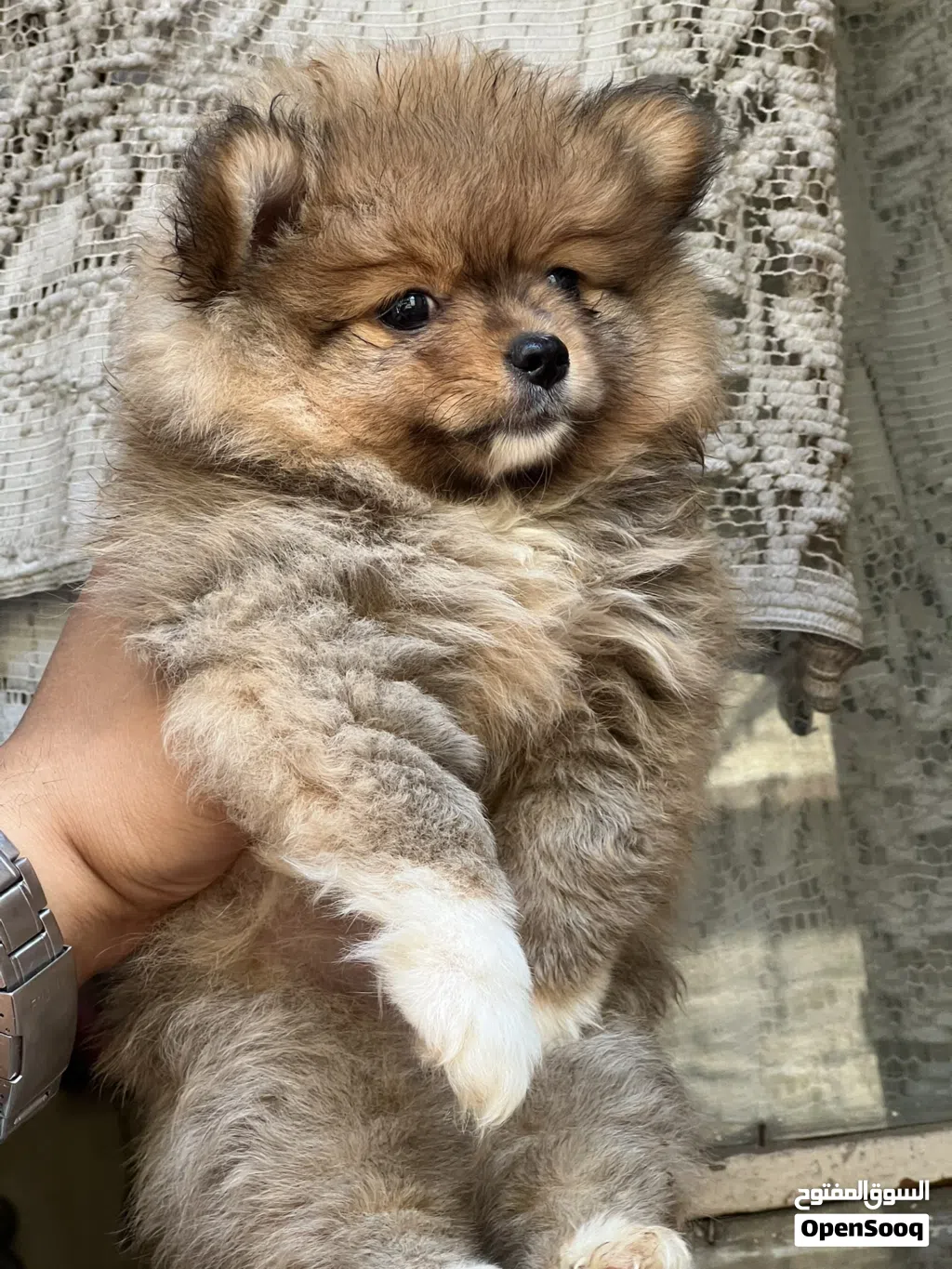 بومارنين Pomeranian