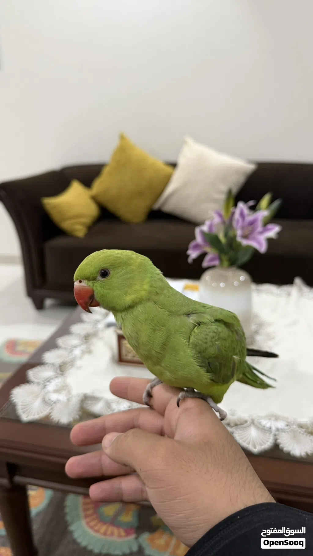 ببغاء دره أليف و لعوب جدا