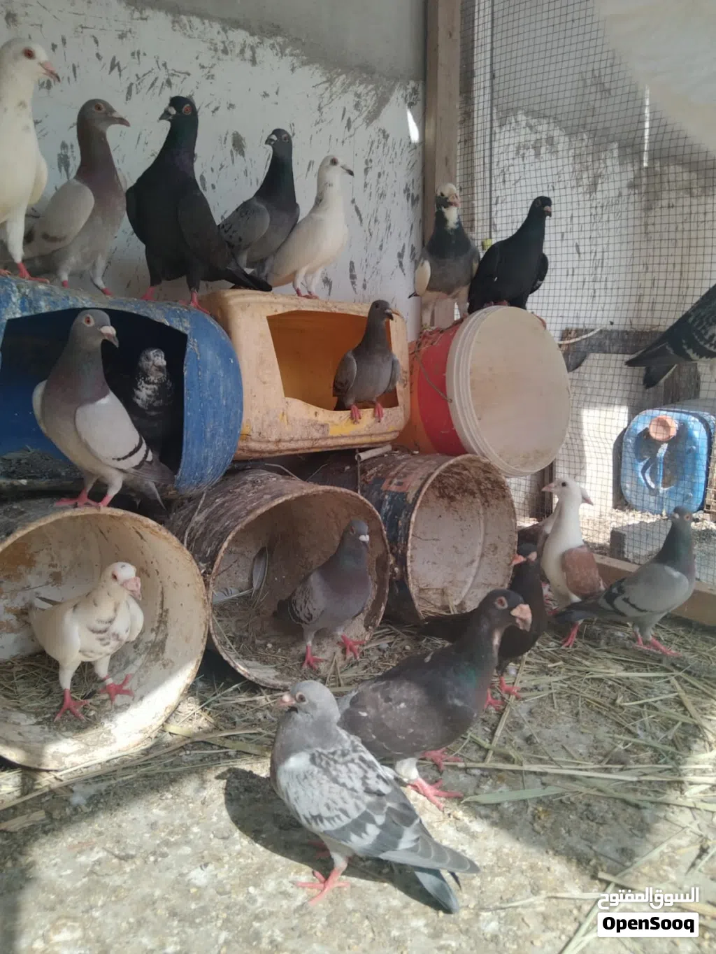 للبيع حمام راحوا و لاحم
