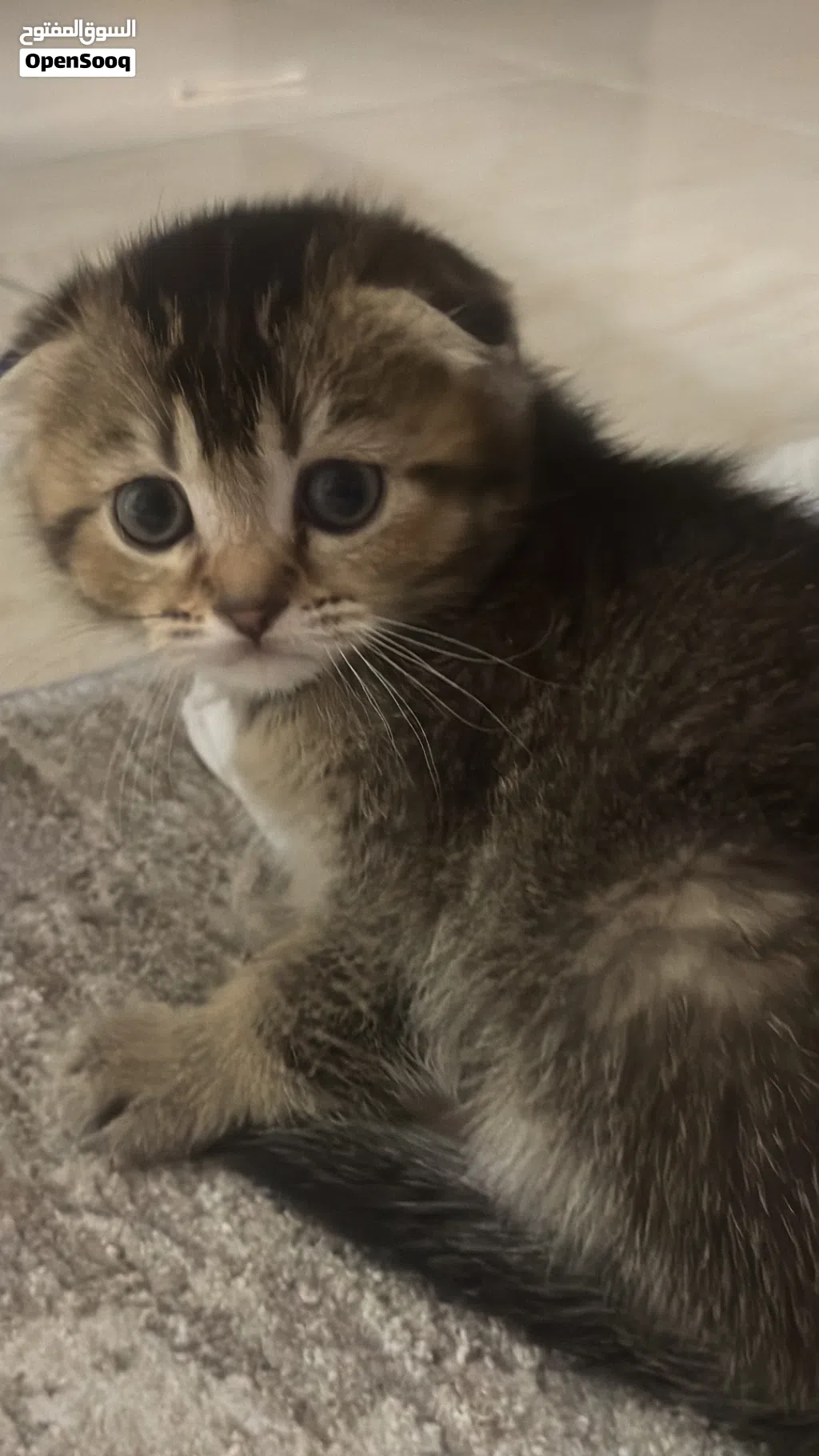 ذكر سكوتش فولد