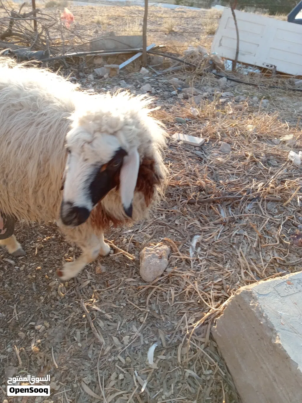 نعجه بندوق قبرصي مع عبور و 3 جديان