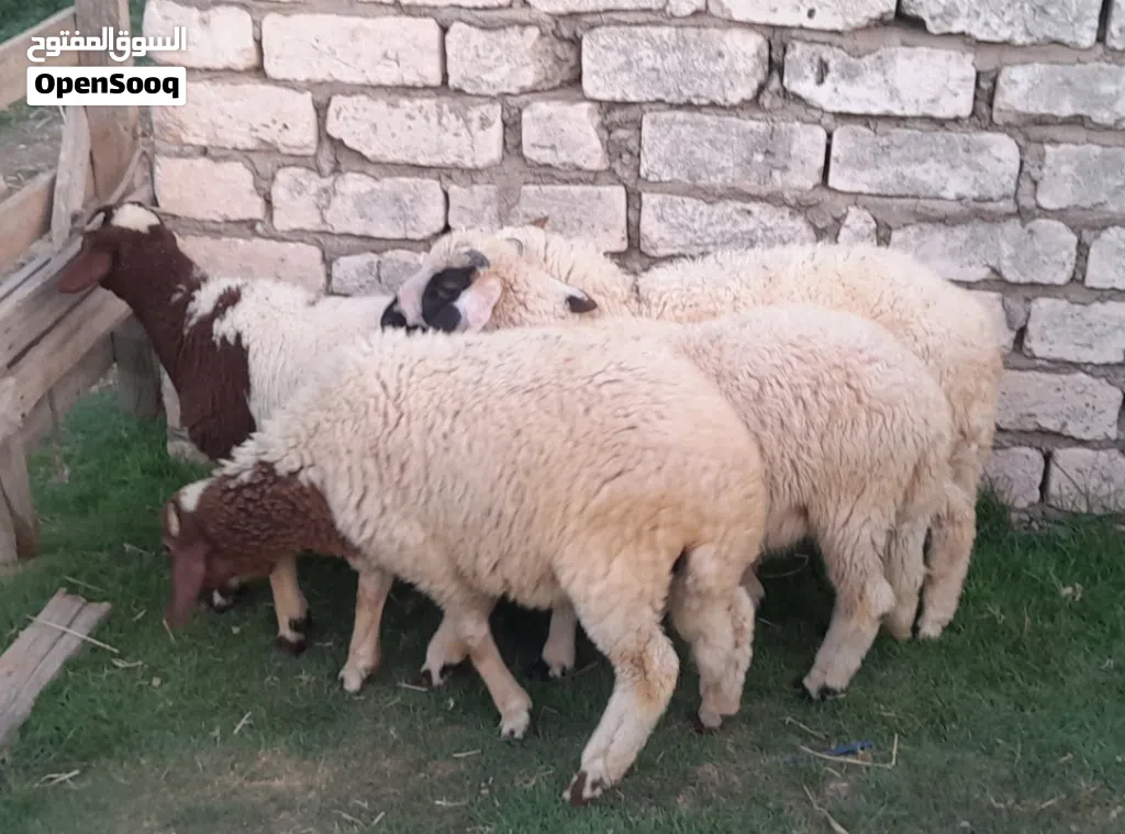 5خرفان ذكور للبيع