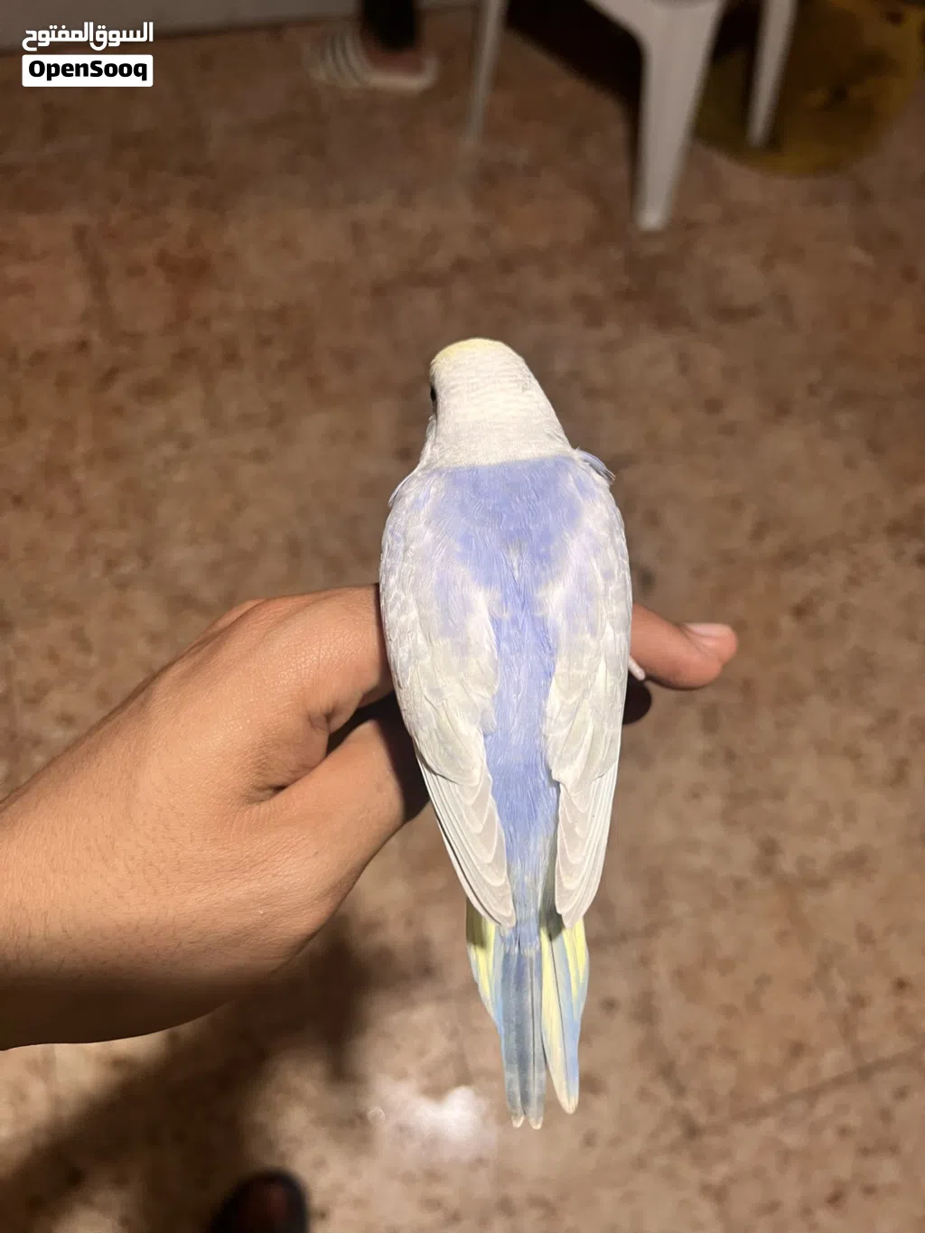 فرخ رينبو وصف ممتاز