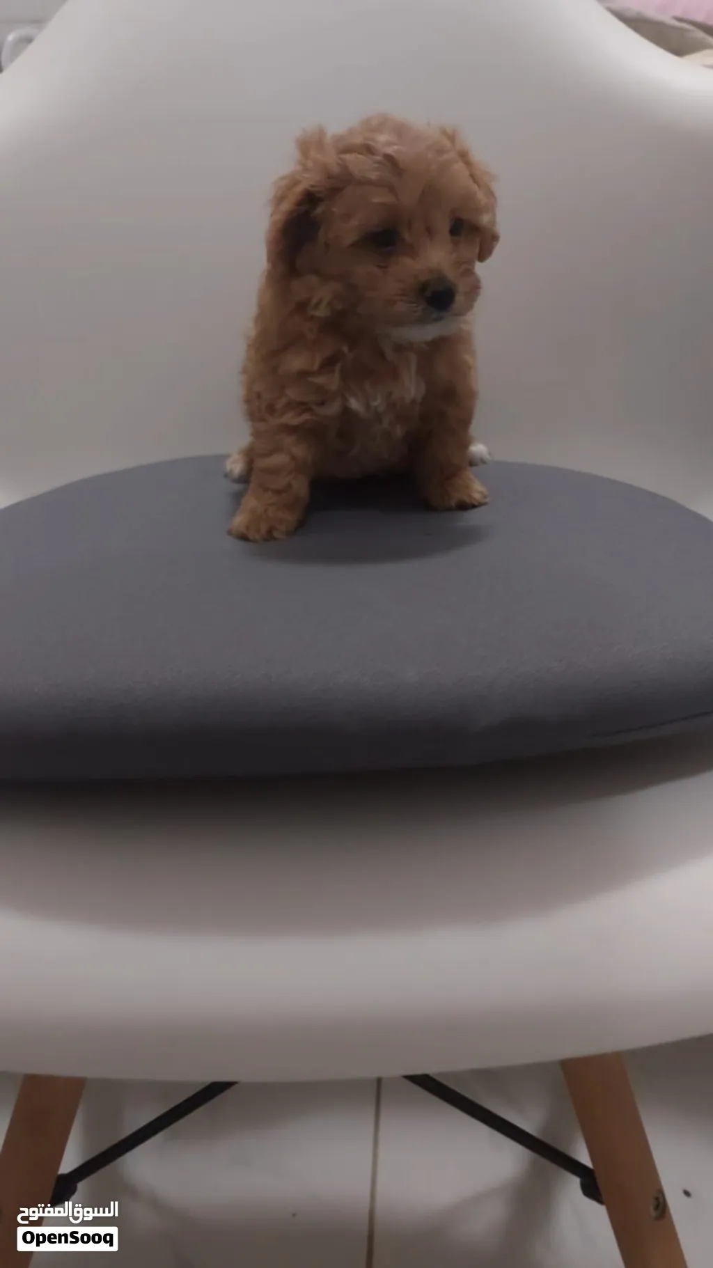 متوفر جروة مالتيبو اناث MALTIPOO PUPPY FEMALE AVAILABLE
