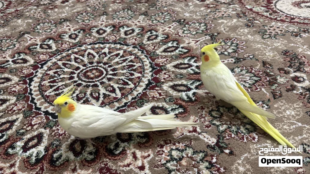 Cockatiel males with accessories for 50