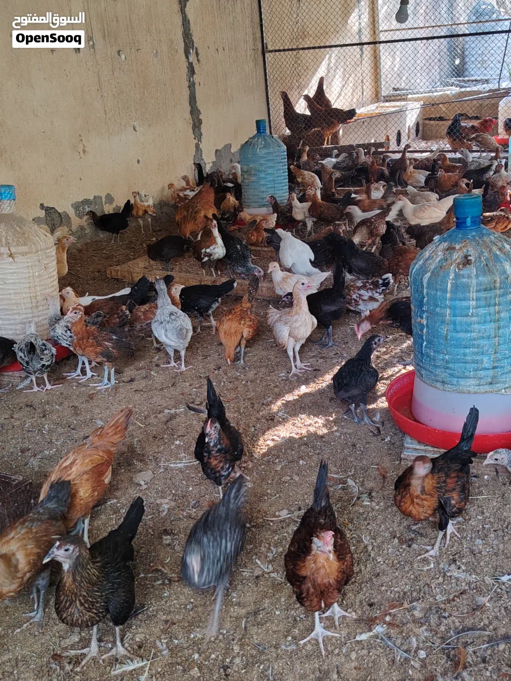 دجاج محلي احجام كبيرة