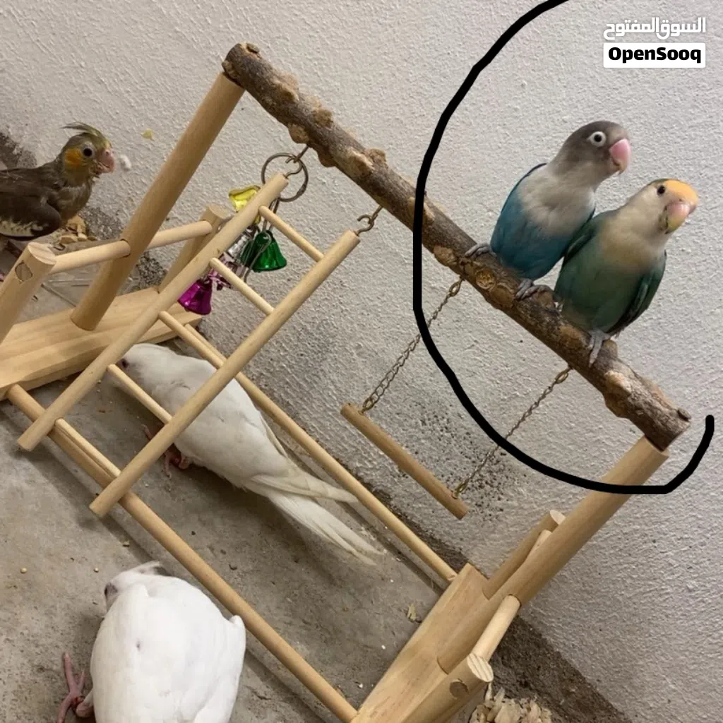 1lovebird rose 1 fisher beautiful colour and active